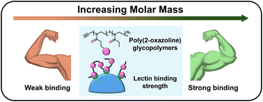 Graphical abstract: Effect of molar mass of poly(2-oxazoline) based glycopolymers on lectin binding