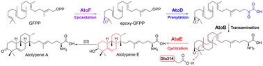 Graphical abstract: Biosynthesis of a bacterial meroterpenoid reveals a non-canonical class II meroterpenoid cyclase