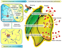 Graphical abstract: Sprayable oxidized polyvinyl alcohol with improved degradability and sufficient mechanical property for fruit preservation