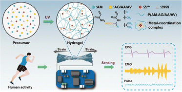 Graphical abstract: Tough and elastic hydrogels based on robust hydrophobicity-assisted metal ion coordination for flexible wearable devices