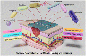 Graphical abstract: Bacterial nanocelluloses as sustainable biomaterials for advanced wound healing and dressings