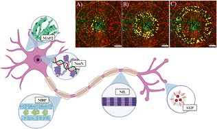 Graphical abstract: Cell-specific spatial profiling of targeted protein expression to characterize the impact of intracortical microelectrode implantation on neuronal health