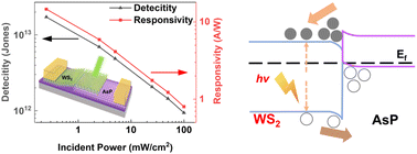 Graphical abstract: Type-II WS2/AsP van der Waals heterojunctions with high rectification ratio and high detectivity