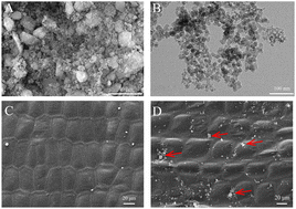 Graphical abstract: SiNPs improve the waterlogging tolerance of ginger by increasing water absorption in the root system