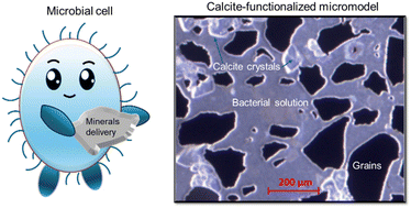 Graphical abstract: Calcite-functionalized microfluidic chip for pore scale investigation of biogeochemical interactions in porous media