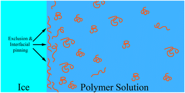 Graphical abstract: Interfacial mechanisms in the freezing of polymer solutions