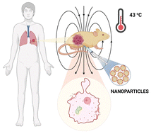 Graphical abstract: Translating magnetic fluid hyperthermia toward lung cancer treatment