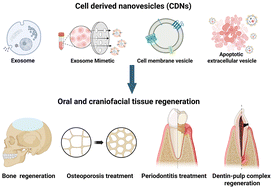 Graphical abstract: Cell derived nanovesicles for oral and craniofacial tissue regeneration