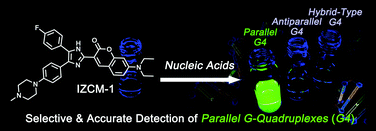 Graphical abstract: Discovery of a new fluorescent light-up probe specific to parallel G-quadruplexes