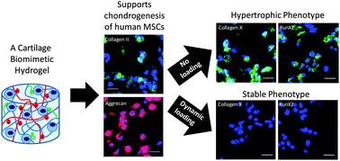 Graphical abstract: Mechanical loading inhibits hypertrophy in chondrogenically differentiating hMSCs within a biomimetic hydrogel