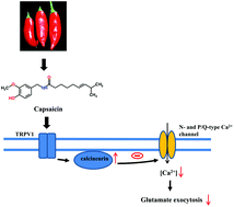 Graphical abstract: Capsaicin presynaptically inhibits glutamate release through the activation of TRPV1 and calcineurin in the hippocampus of rats