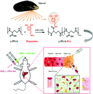 Graphical abstract: A mussel-inspired poly(γ-glutamic acid) tissue adhesive with high wet strength for wound closure