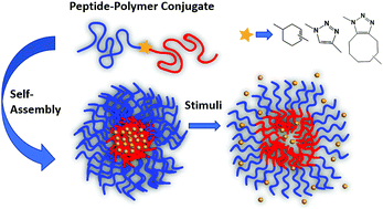 Graphical abstract: Responsive hybrid (poly)peptide–polymer conjugates