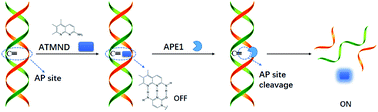 Graphical abstract: Simple label-free fluorescence detection of apurinic/apyrimidinic endonuclease 1 activity and its inhibitor using the abasic site-binding fluorophore
