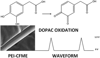 Graphical abstract: Polymer modified carbon fiber-microelectrodes and waveform modifications enhance neurotransmitter metabolite detection