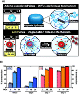 Graphical abstract: Characterizing the encapsulation and release of lentivectors and adeno-associated vectors from degradable alginate hydrogels
