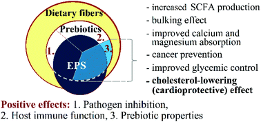 Graphical abstract: Dietary fibers, prebiotics, and exopolysaccharides produced by lactic acid bacteria: potential health benefits with special regard to cholesterol-lowering effects
