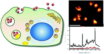 Graphical abstract: Real-time tracking of the autophagy process in living cells using plasmonically enhanced Raman spectroscopy of fucoidan-coated gold nanoparticles