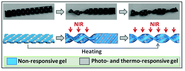 Graphical abstract: Thermo- and photo-responsive composite hydrogels with programmed deformations