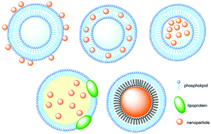 Graphical abstract: Hybrid lipid–nanoparticle complexes for biomedical applications
