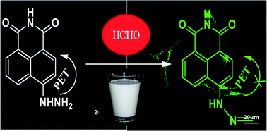 Graphical abstract: A two-photon fluorescent probe for imaging of endogenous formaldehyde in HeLa cells and quantitative detection of basal formaldehyde in milk samples