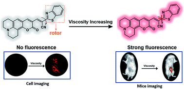 Graphical abstract: A deep-red emission fluorescent probe for detection of viscosity in living cells and mice