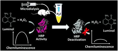 Graphical abstract: Chemiluminescent sensor for hydrogen sulfide in rat brain microdialysis based on target-induced horseradish peroxidase deactivation