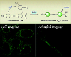 Graphical abstract: A PET and ESIPT based fluorescent probe for the imaging of hydrogen sulfide (H2S) in live cells and zebrafish