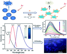 Graphical abstract: Facile synthesis of MoS2 quantum dots as fluorescent probes for sensing of hydroquinone and bioimaging