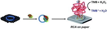 Graphical abstract: Graphene oxide-circular aptamer based colorimetric protein detection on bioactive paper