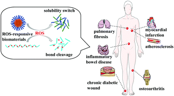 Graphical abstract: Reactive oxygen species (ROS)-responsive biomaterials mediate tissue microenvironments and tissue regeneration