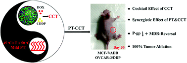 Graphical abstract: Dual drug-paired polyprodrug nanotheranostics reverse multidrug resistant cancers via mild photothermal-cocktail chemotherapy