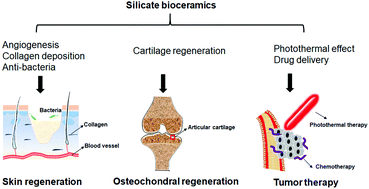 Graphical abstract: Silicate bioceramics: from soft tissue regeneration to tumor therapy