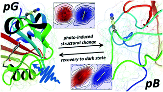Graphical abstract: Local dynamics of the photo-switchable protein PYP in ground and signalling state probed by 2D-IR spectroscopy of –SCN labels