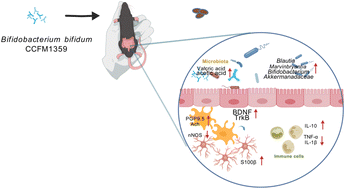 Graphical abstract: Bifidobacterium bifidum CCFM1359 alleviates intestinal motility disorders through the BDNF-TrkB pathway
