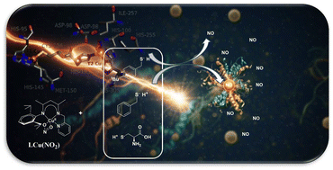 Graphical abstract: Copper nitrite reduction by thiols: mechanistic insights into NO release en route to copper thiolate formation