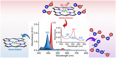 Graphical abstract: Stoichiometry dependent modifications in synthetic heme peroxo reactivity with nitrosonium: a new paradigm for understanding heme mediated nitration chemistry
