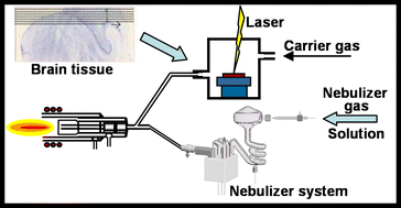 Graphical abstract: Bioimaging of metals in thin mouse brain section by laser ablation inductively coupled plasma mass spectrometry: novel online quantification strategy using aqueous standards