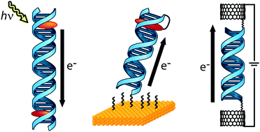 Graphical abstract: Solution, surface, and single molecule platforms for the study of DNA-mediated charge transport