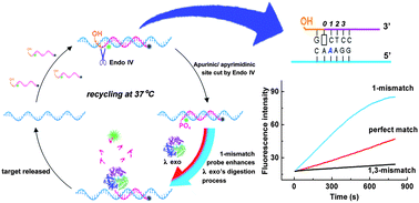 Graphical abstract: A universal mismatch-directed signal amplification platform for ultra-selective and sensitive DNA detection under mild isothermal conditions