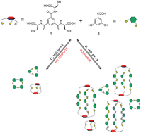 Graphical abstract: Template-directed synthesis of multi-component organic cages in water