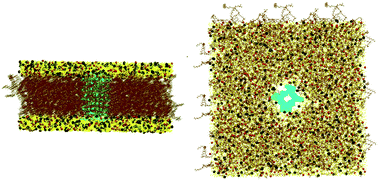 Graphical abstract: Transmembrane ion transport by self-assembling α,γ-peptide nanotubes