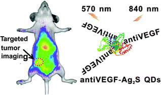 Graphical abstract: Fabrication of vascular endothelial growth factor antibody bioconjugated ultrasmall near-infrared fluorescent Ag2S quantum dots for targeted cancer imaging in vivo