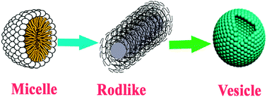 Graphical abstract: The first evidence for unilamellar vesicle formation of ionic liquids in aqueous solutions