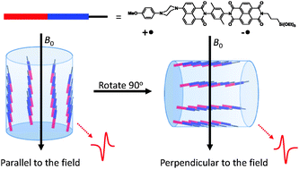 Graphical abstract: Controlling the orientation of spin-correlated radical pairs by covalent linkage to nanoporous anodic aluminum oxide membranes