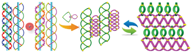 Graphical abstract: The first one-fold inclined 1D → 3D polycatenation assembly from unique interweaving triple-stranded helices