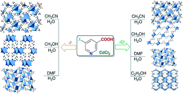 Graphical abstract: Structural diversity and fluorescent properties of CdII coordination polymers with 5-halonicotinates regulated by solvent and ligand halogen-substituting effect