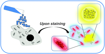 Graphical abstract: When self-assembly meets biology: luminescent platinum complexes for imaging applications