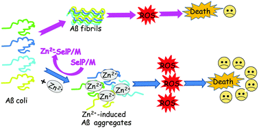 Graphical abstract: Selenoprotein P and selenoprotein M block Zn2+-mediated Aβ42 aggregation and toxicity