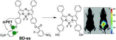 Graphical abstract: A near-infrared fluorescent probe for the detection of hydrogen polysulfides biosynthetic pathways in living cells and in vivo